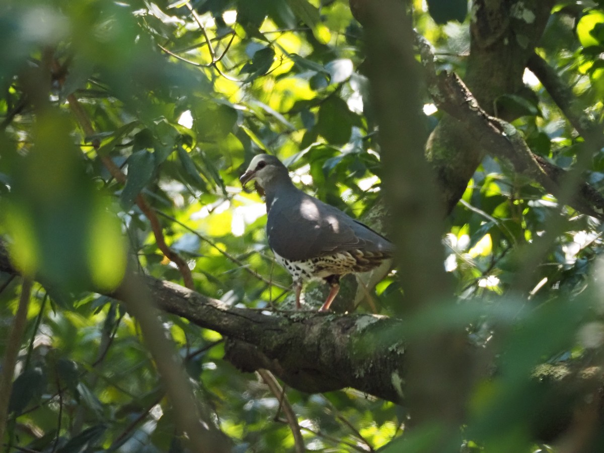 Wonga Pigeon - ML646626912