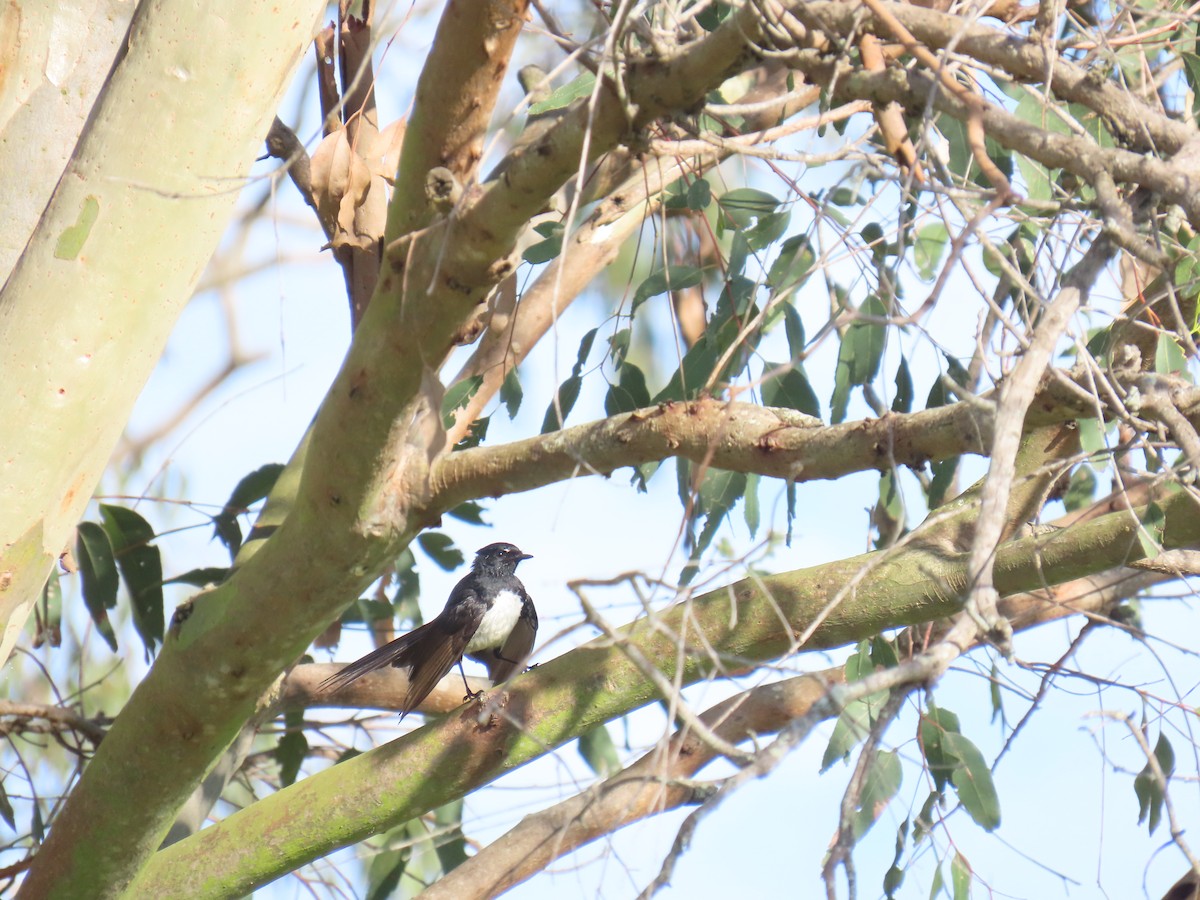 Чёрно-белая веерохвостка - ML646626914