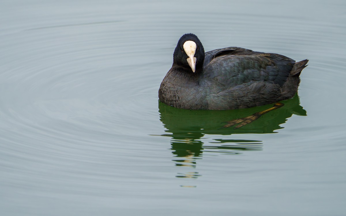 Eurasian Coot - ML646626916
