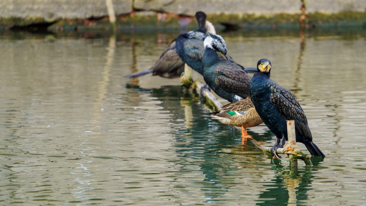 Great Cormorant - ML646626917