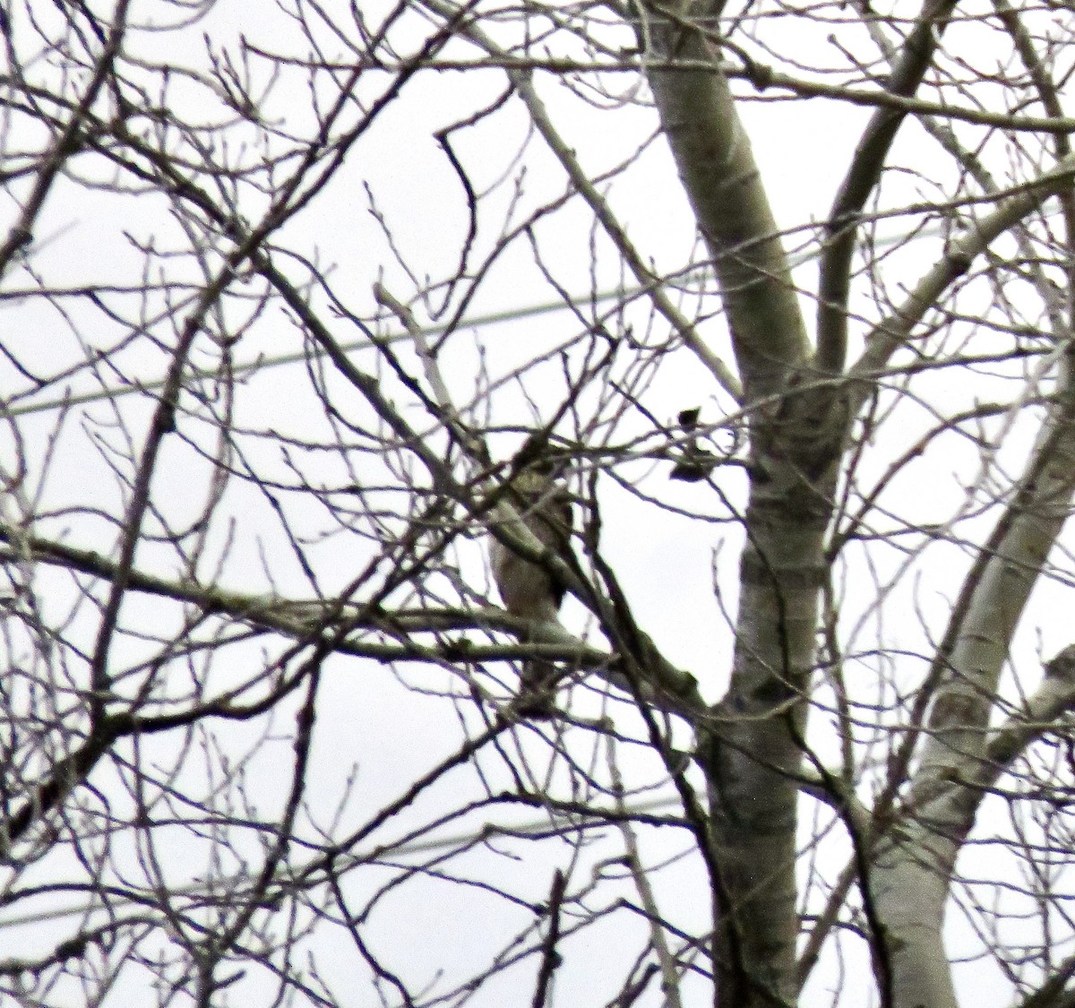 Cooper's Hawk - ML646626918