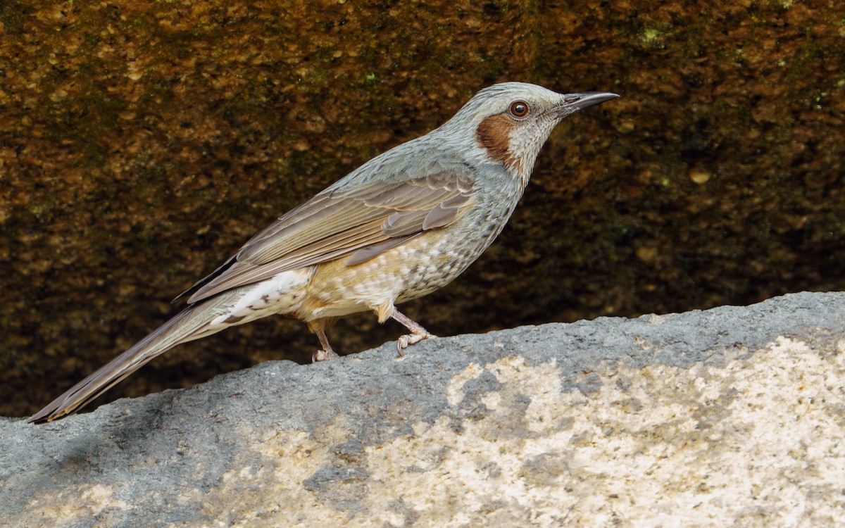 Brown-eared Bulbul - ML646626919