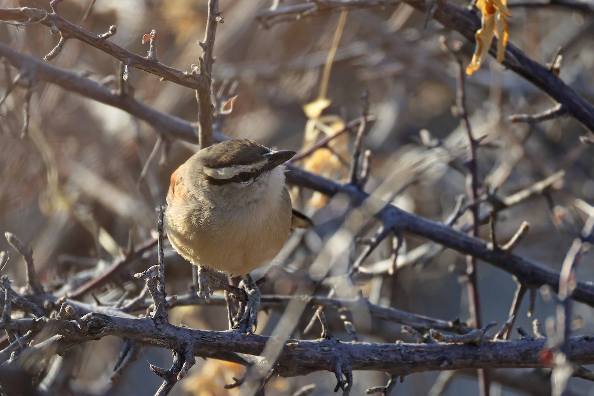Brown-crowned Tchagra - ML646626920