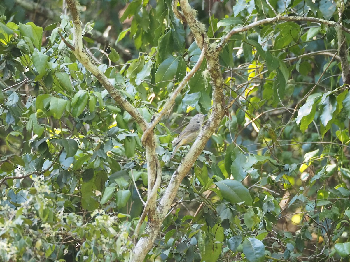 Golden Whistler - ML646626923