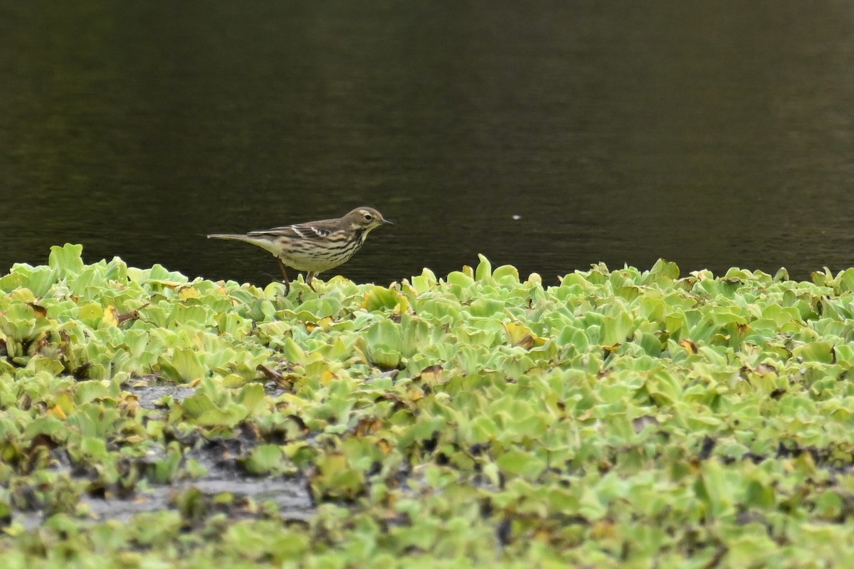 Siberian Pipit - ML646626924