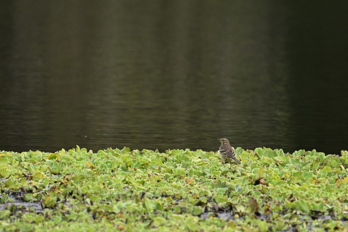 Siberian Pipit - ML646626925
