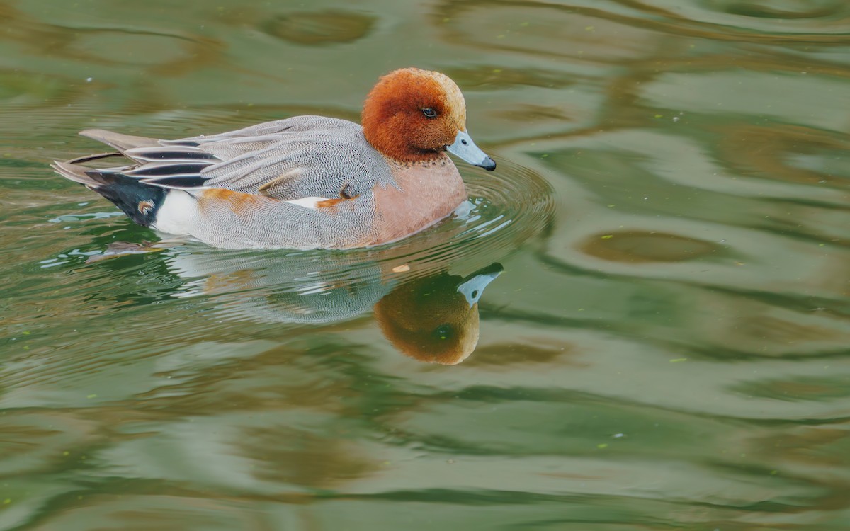 Eurasian Wigeon - ML646626926