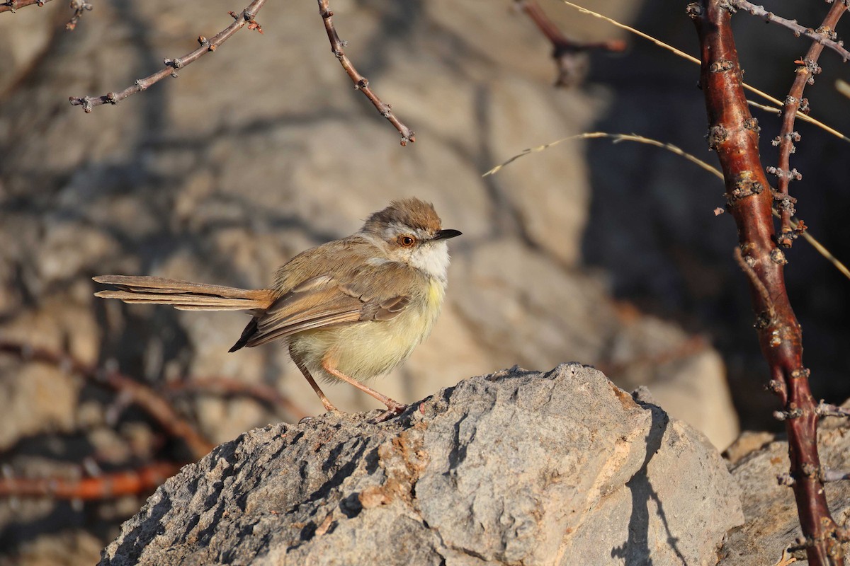 Black-chested Prinia - ML646626929