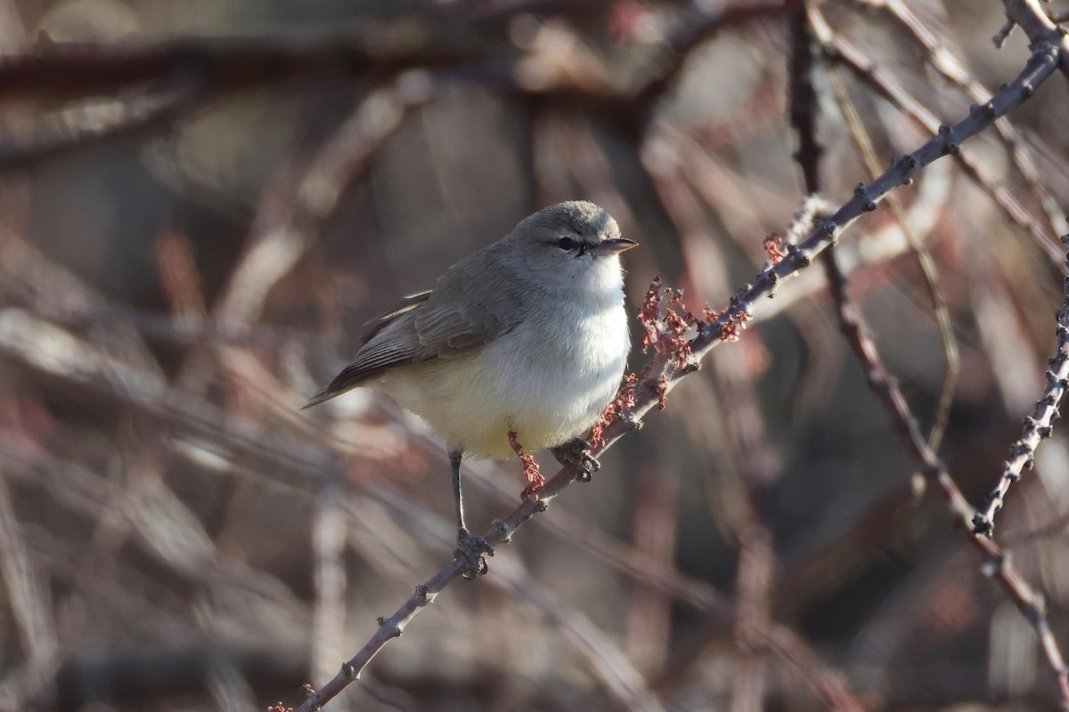 Yellow-bellied Eremomela - ML646626931