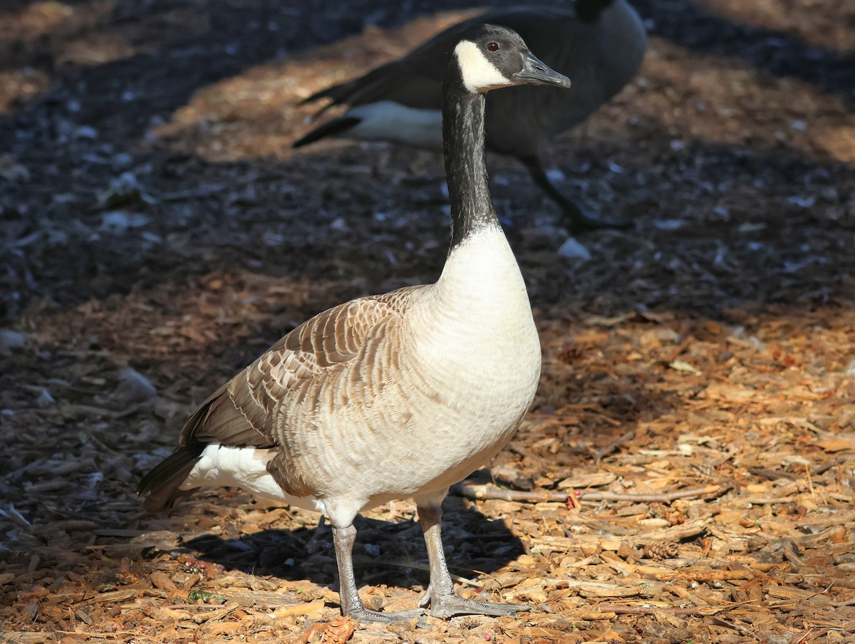 Canada Goose - ML646626933