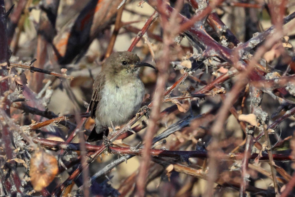 Dusky Sunbird - ML646626934