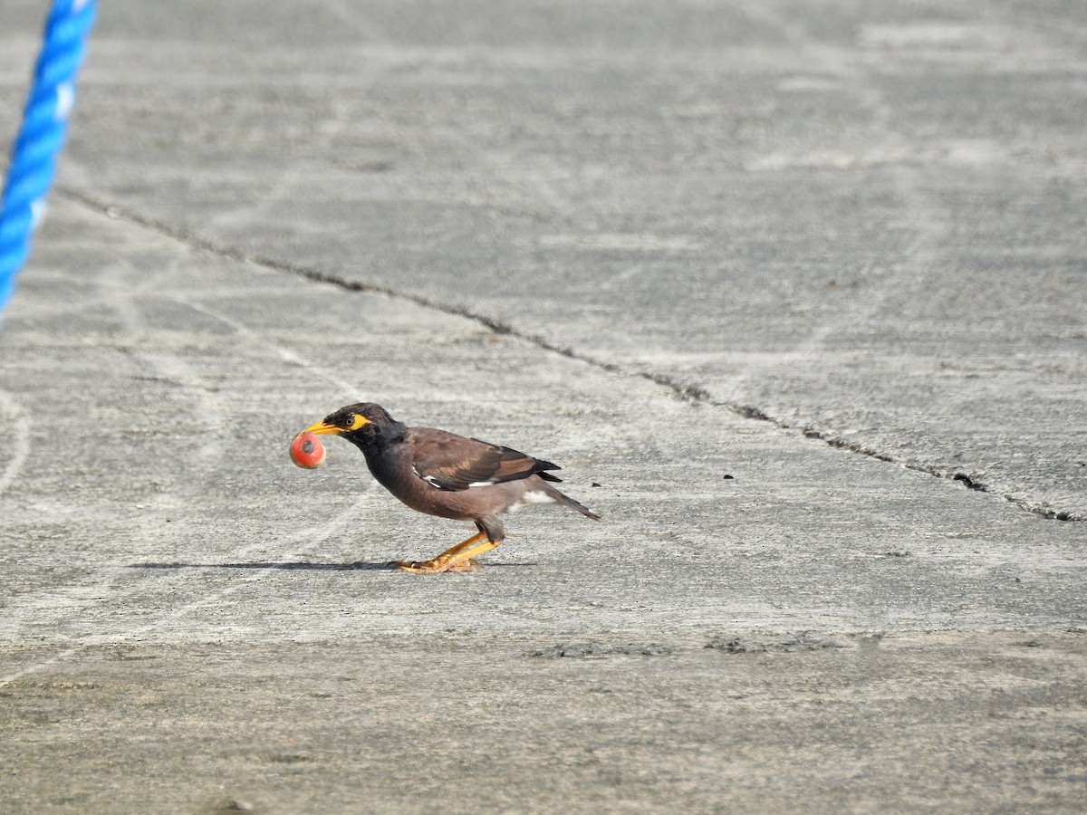 hyrdestær - ML646626935