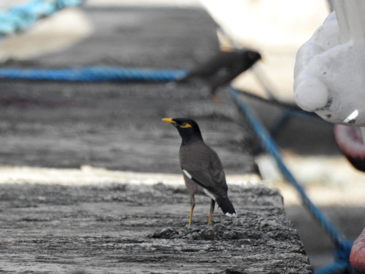 hyrdestær - ML646626936