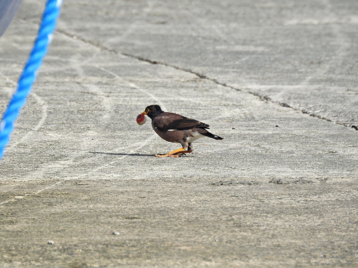 hyrdestær - ML646626937