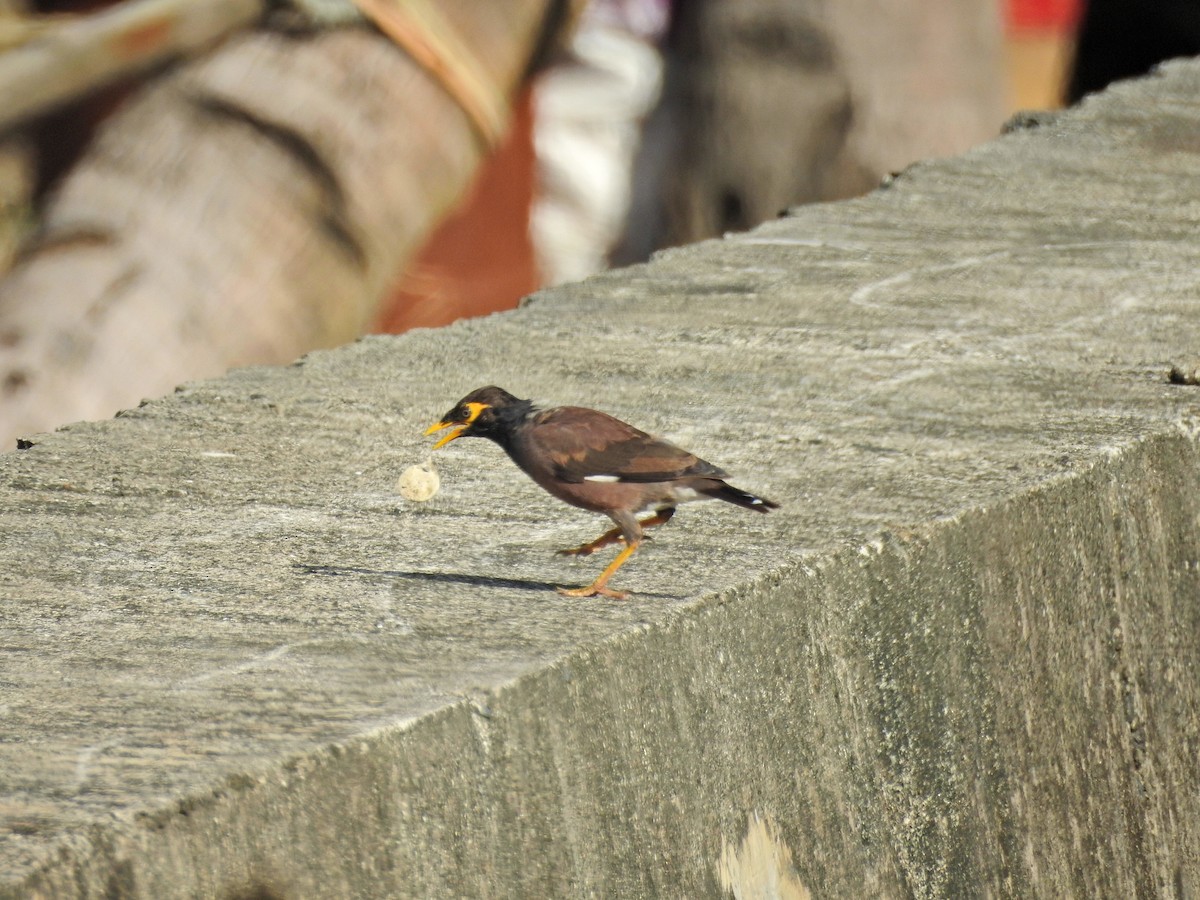 hyrdestær - ML646626938