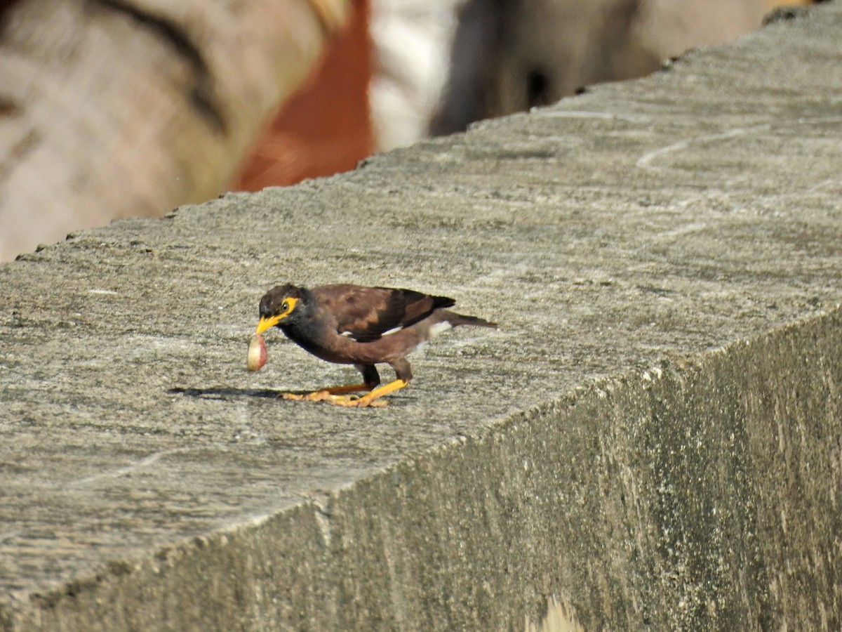 hyrdestær - ML646626939