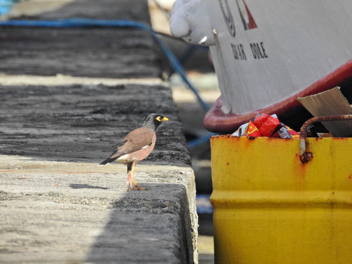 hyrdestær - ML646626940