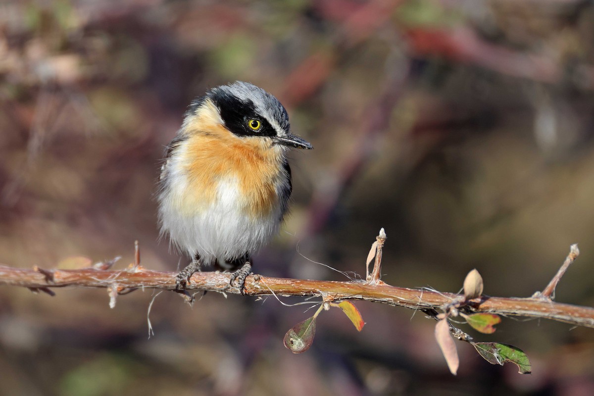 Pririt Batis - ML646626943