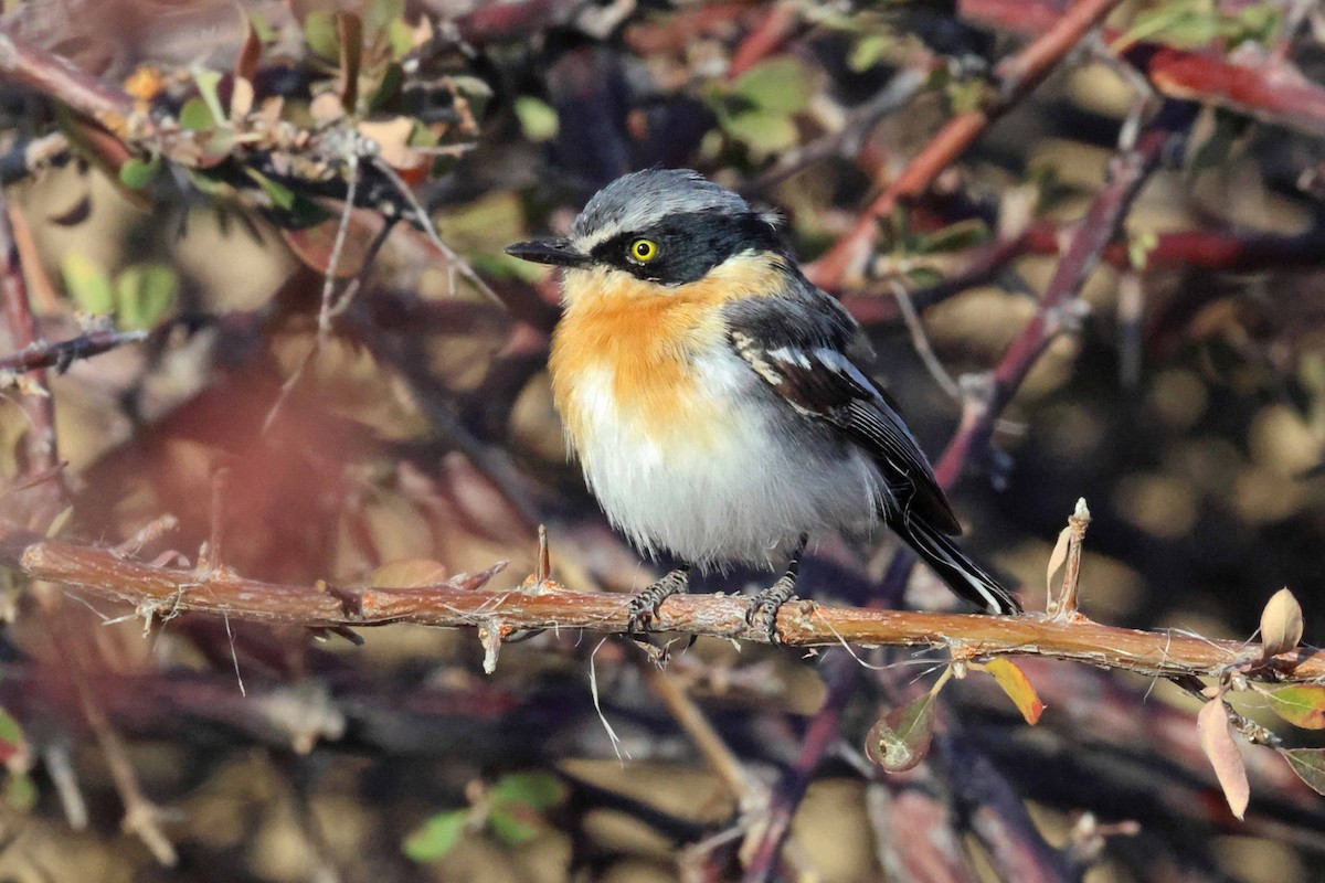 Pririt Batis - ML646626944