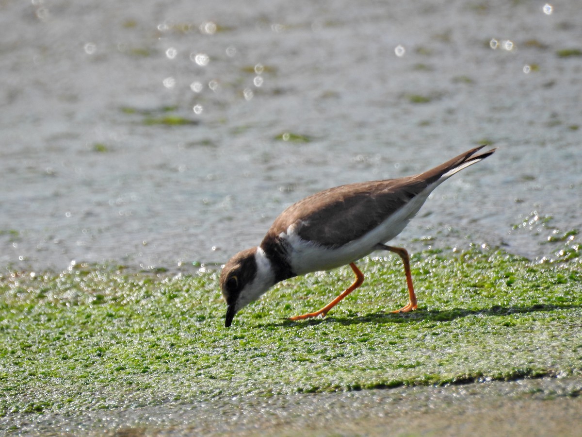 dverglo - ML646626947