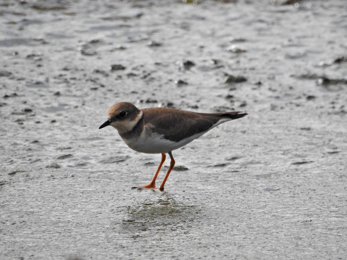 dverglo - ML646626948