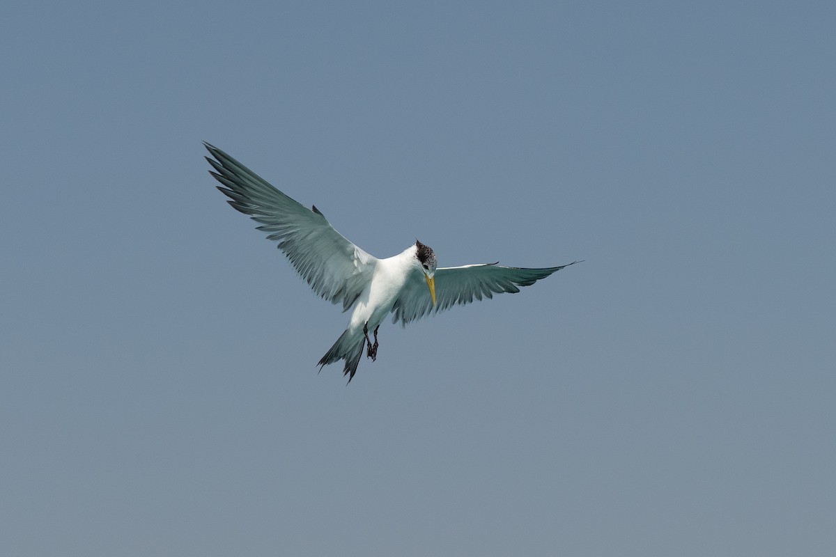 Eilseeschwalbe - ML646626949