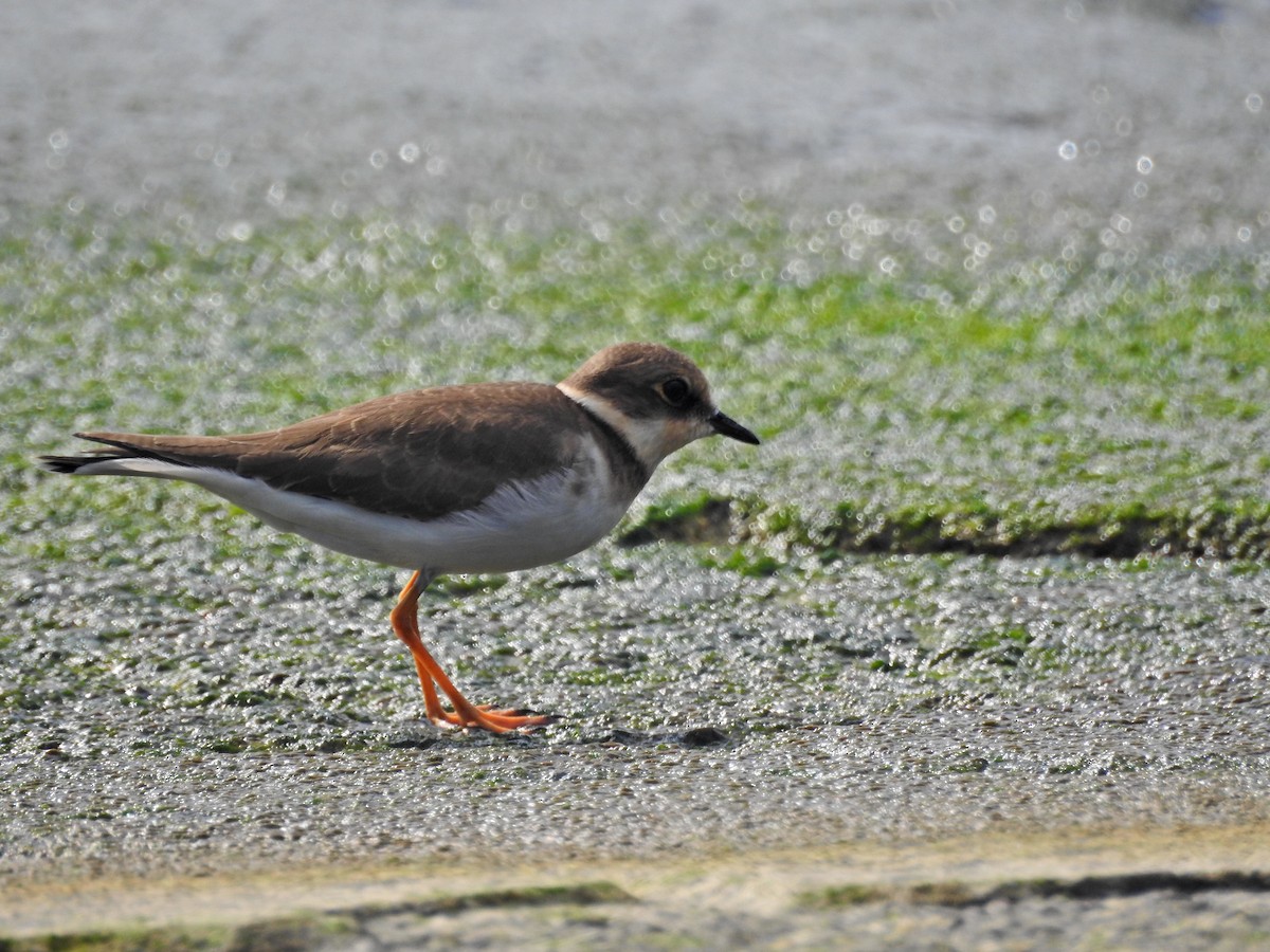 dverglo - ML646626950