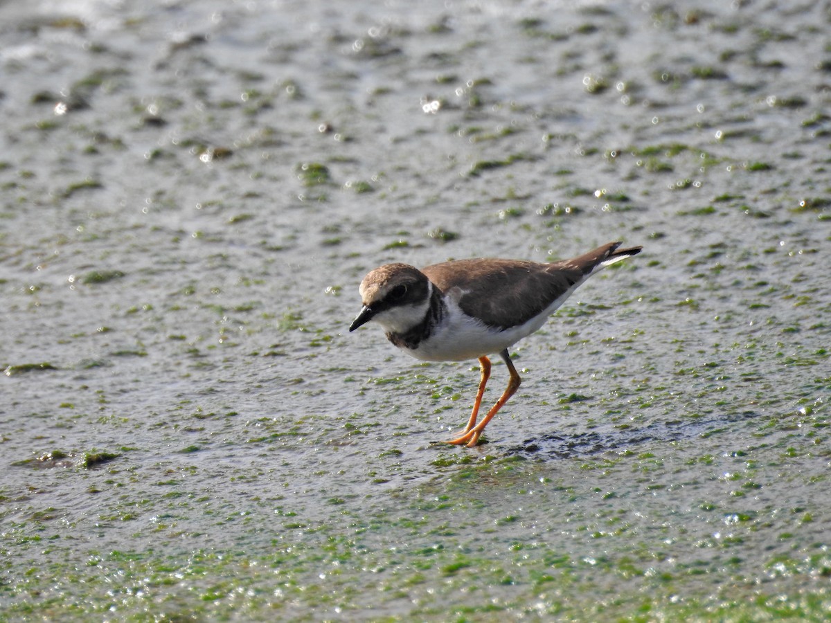 dverglo - ML646626953