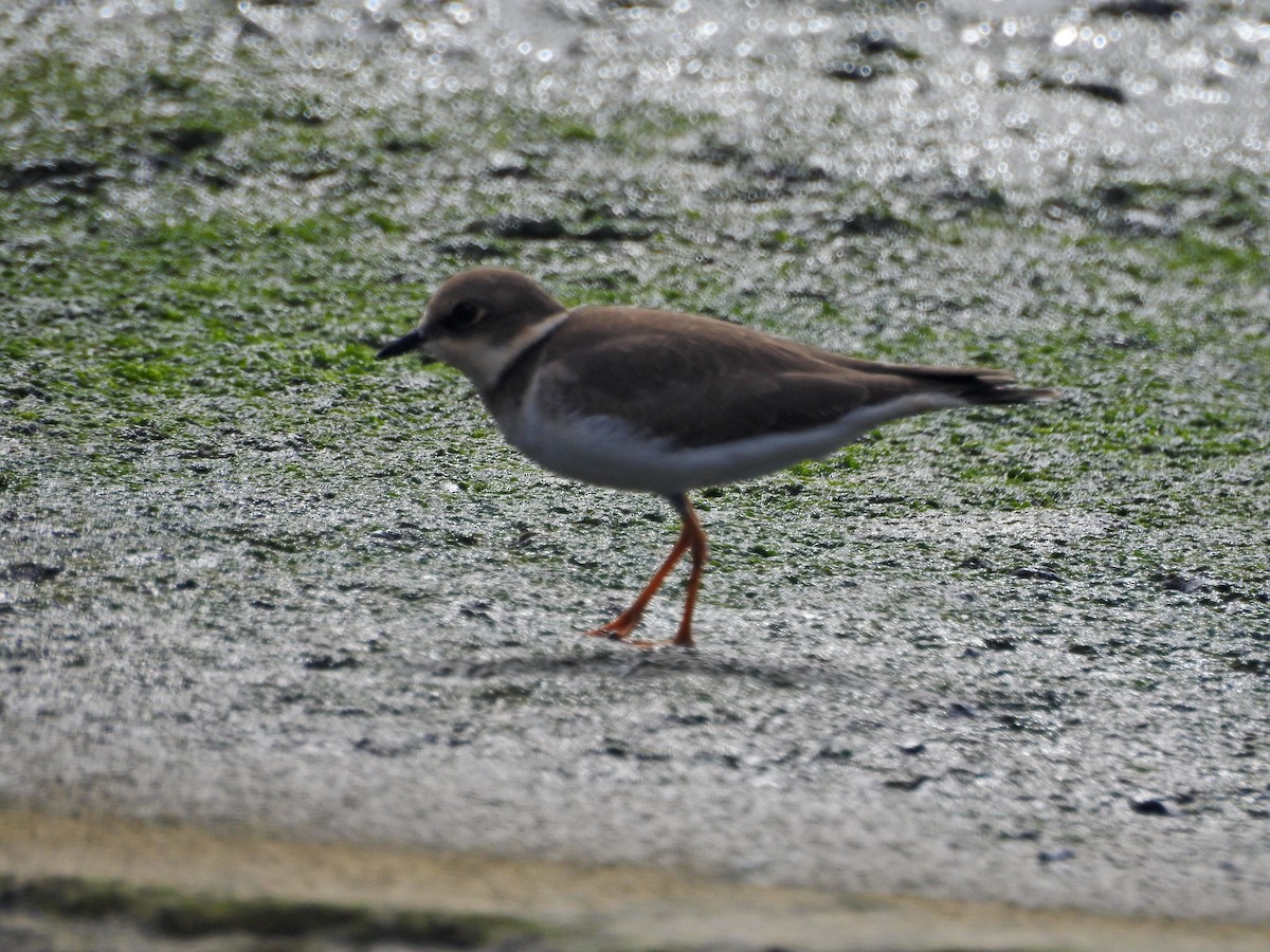 dverglo - ML646626954