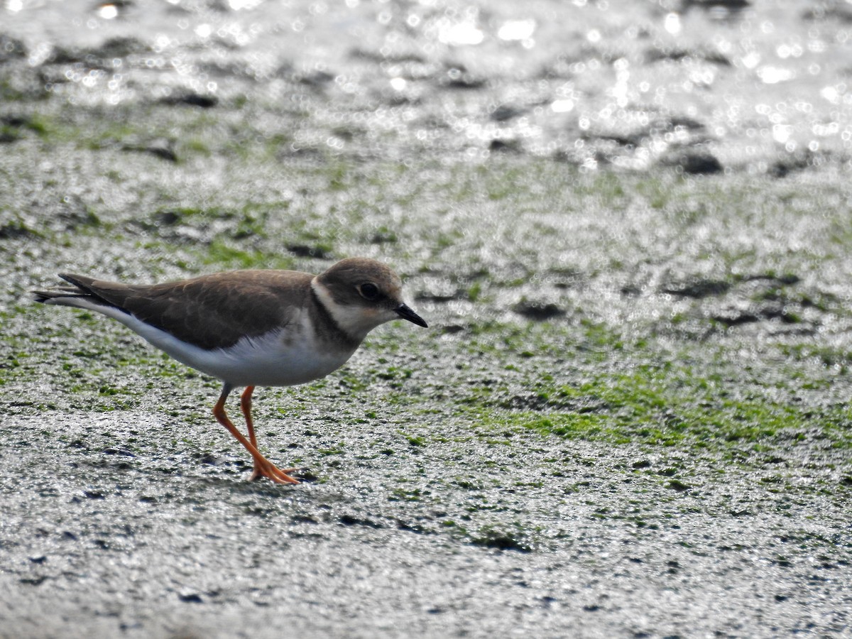 dverglo - ML646626955