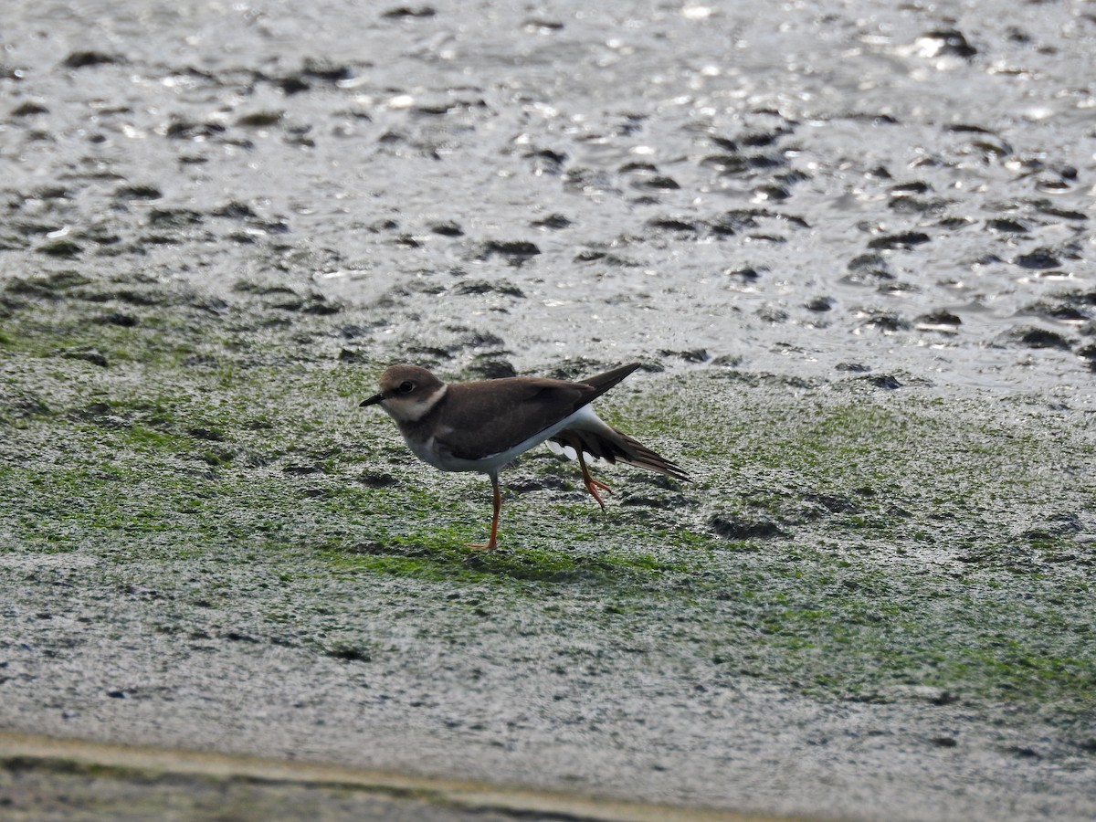 dverglo - ML646626956