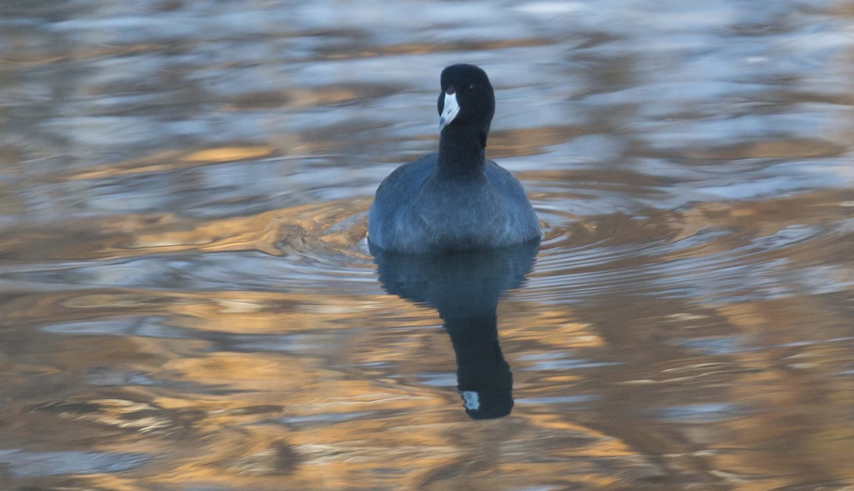 American Coot - ML646626957