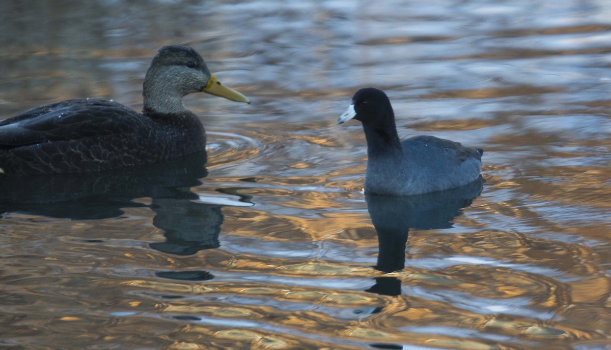 American Coot - ML646626958