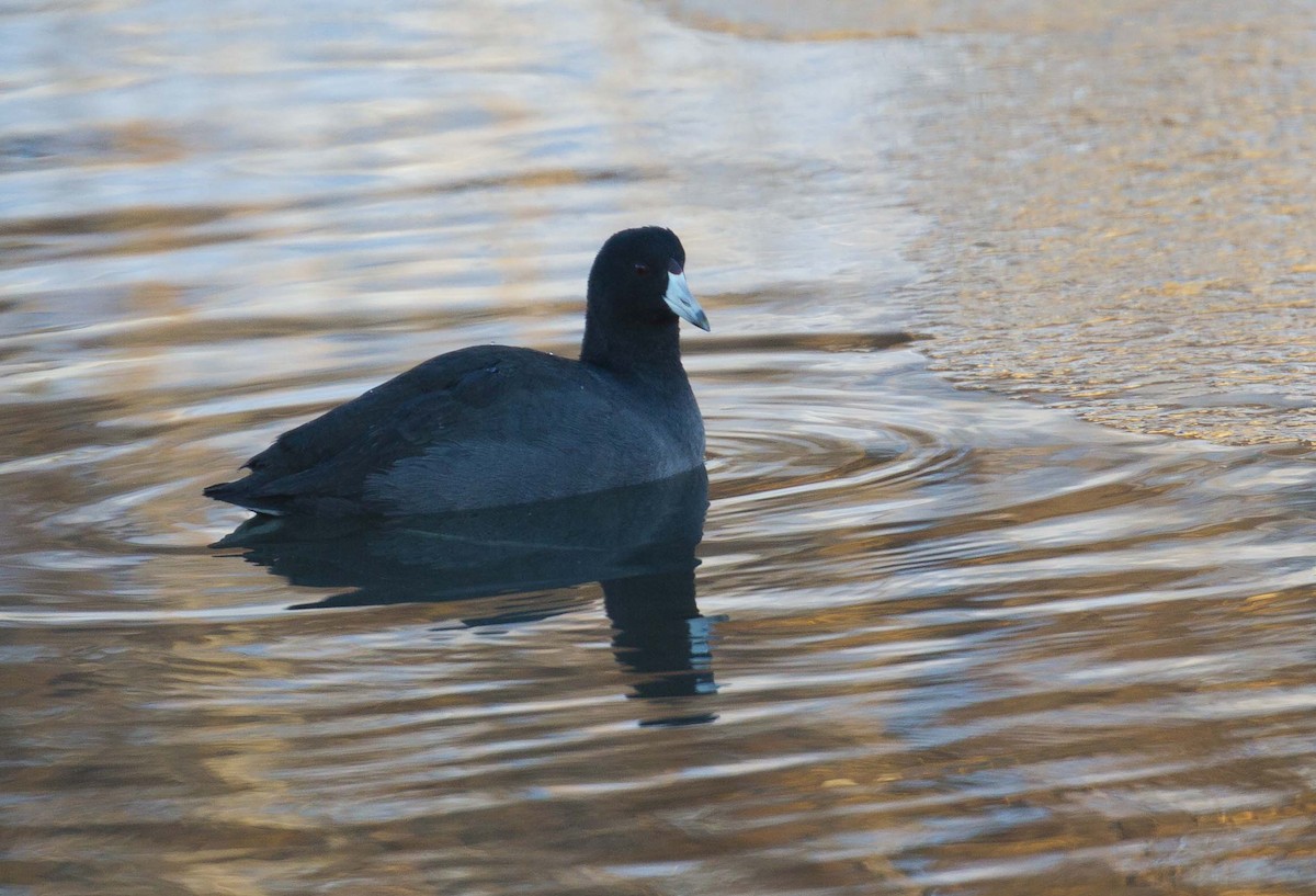American Coot - ML646626959