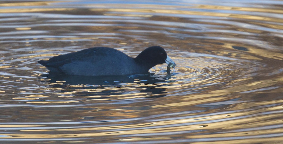 American Coot - ML646626960