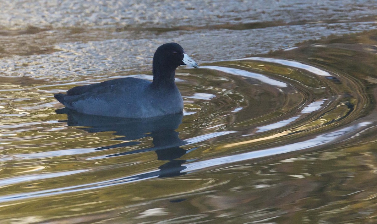 American Coot - ML646626961