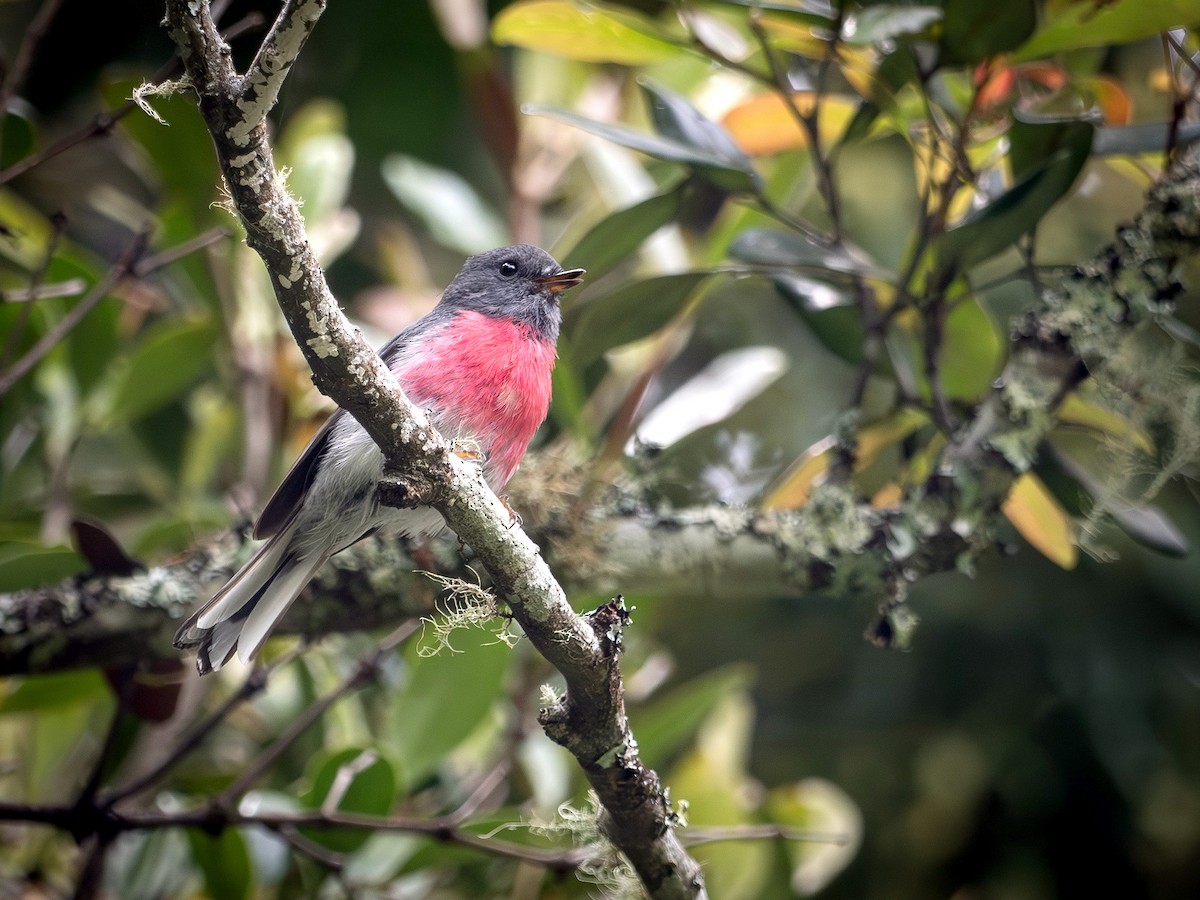 Розовая петроика - ML646626962