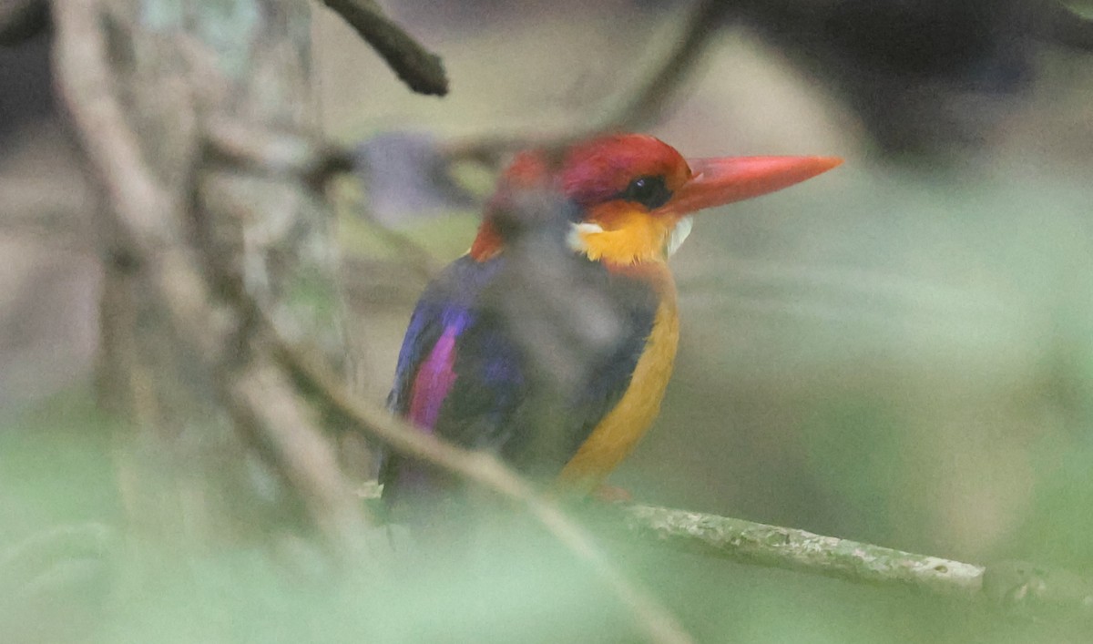 Martín Pigmeo Oriental - ML646626963