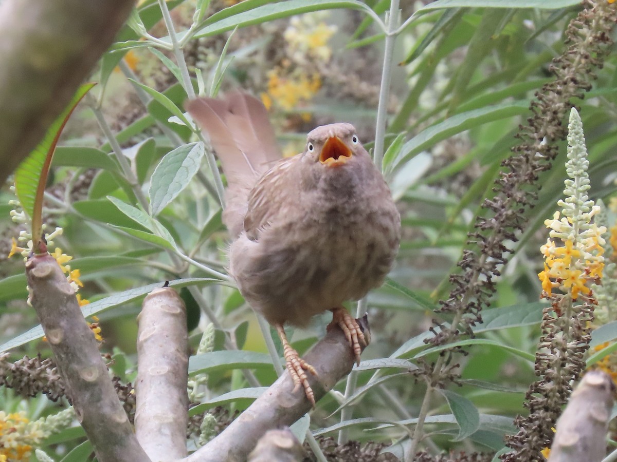 Jungle Babbler - ML646626967