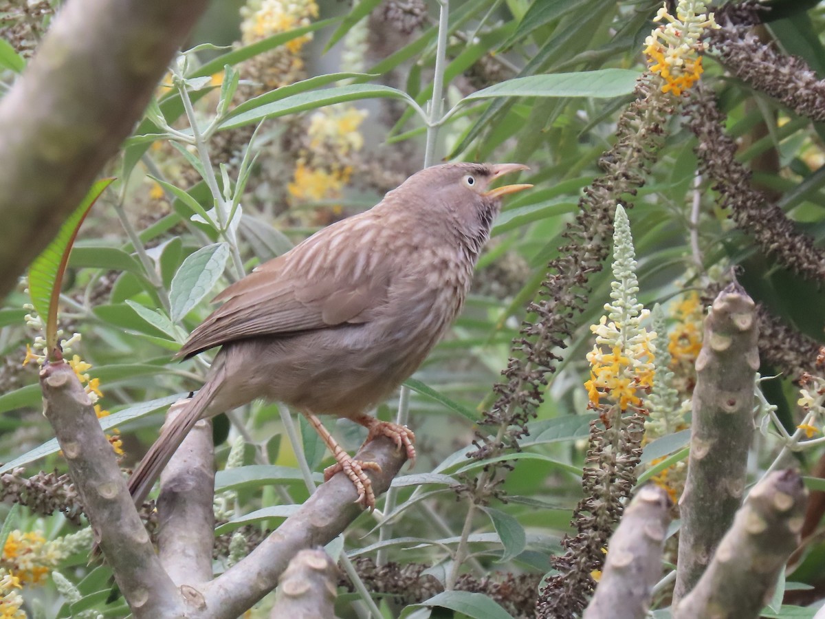 Jungle Babbler - ML646626968