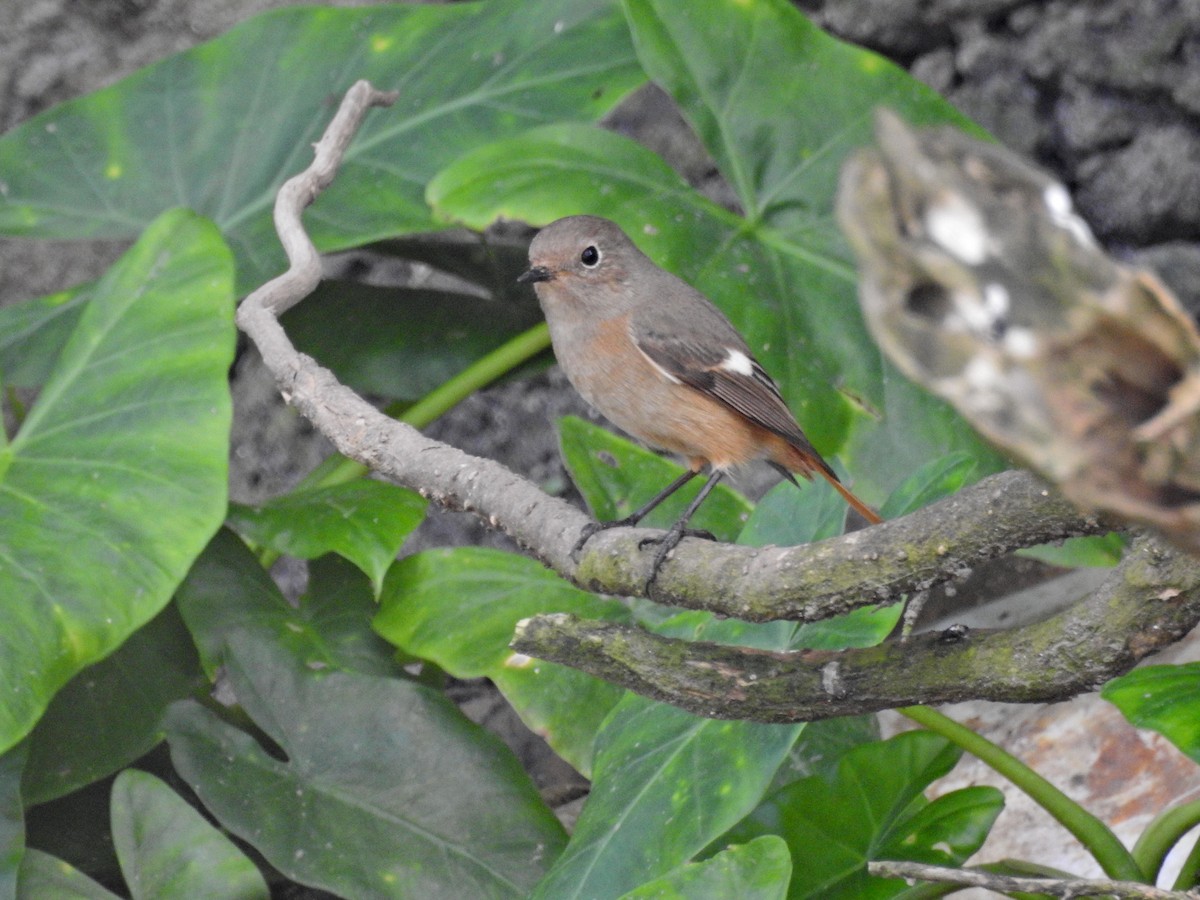 חכלילית סיבירית - ML646626976