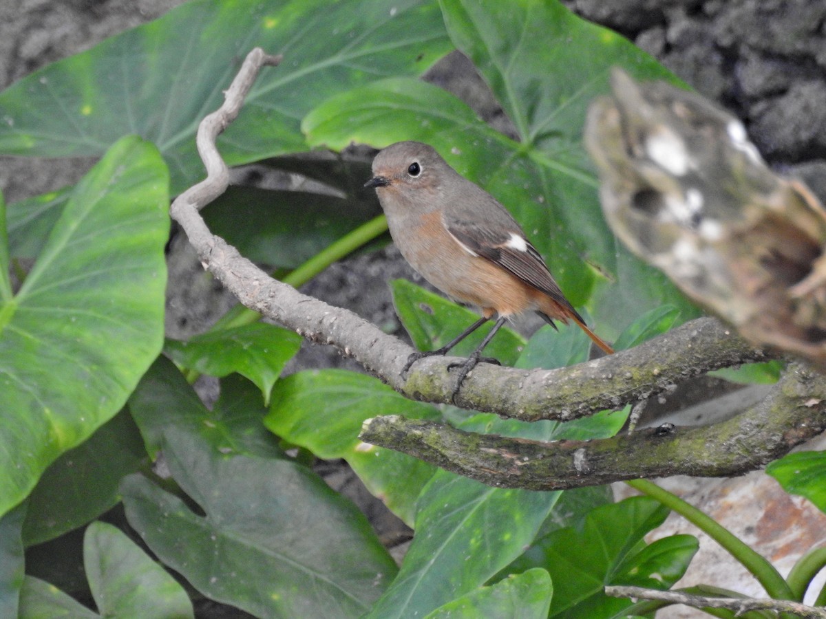 חכלילית סיבירית - ML646626977