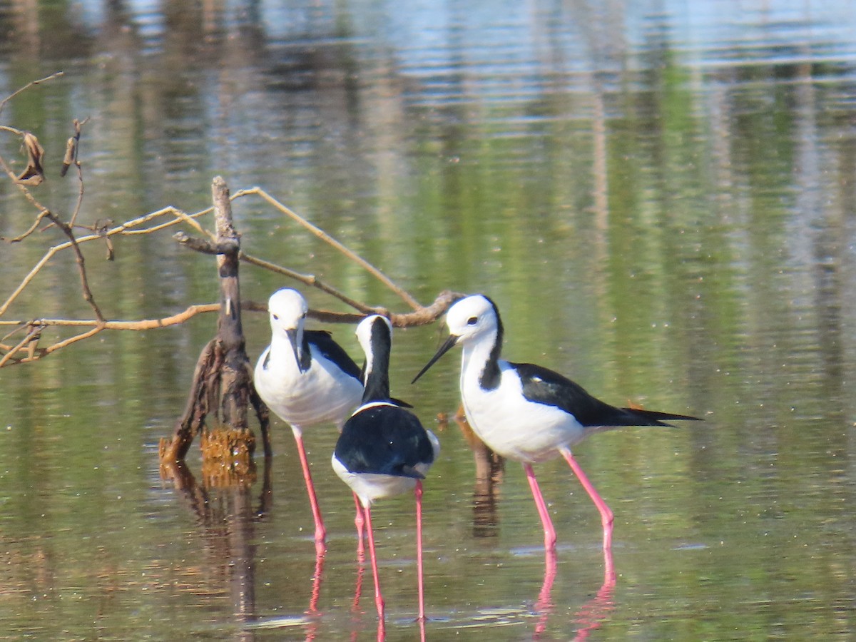 Австралийский ходулочник - ML646626978