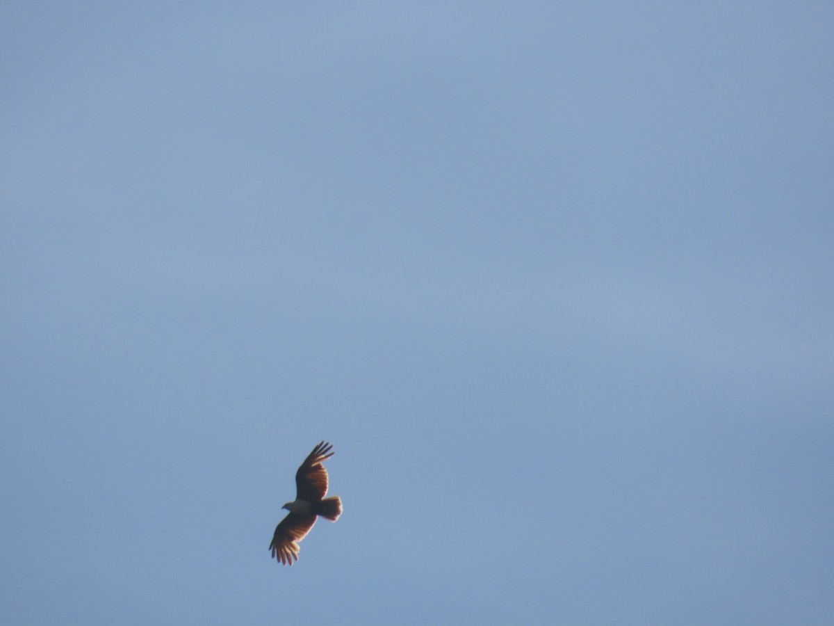 Браминский коршун - ML646626979