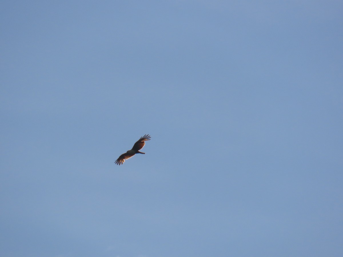 Браминский коршун - ML646626980