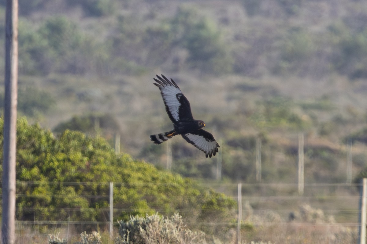 Kapweihe - ML646626984