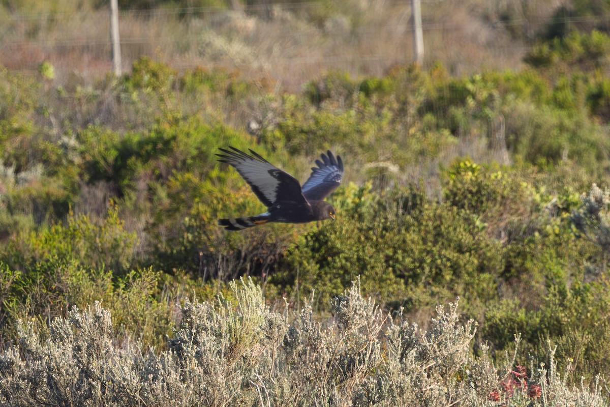 Kapweihe - ML646626985