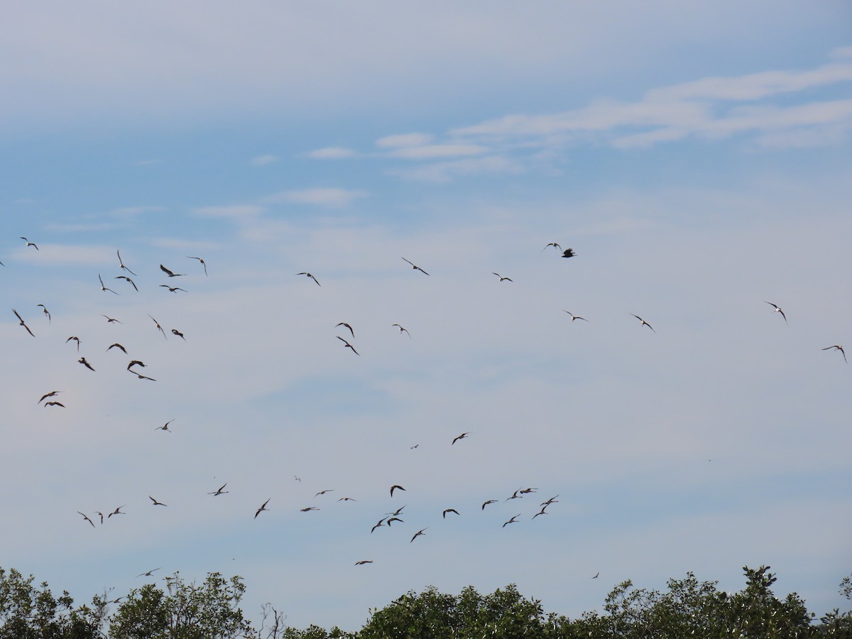 Австралийский ходулочник - ML646626986