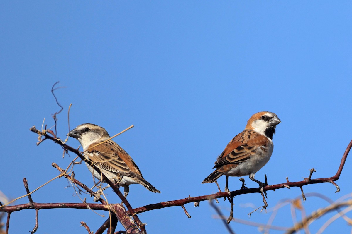 オオスズメ - ML646626988