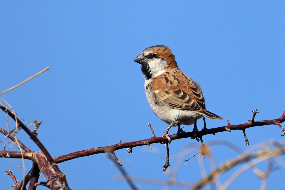 オオスズメ - ML646626989